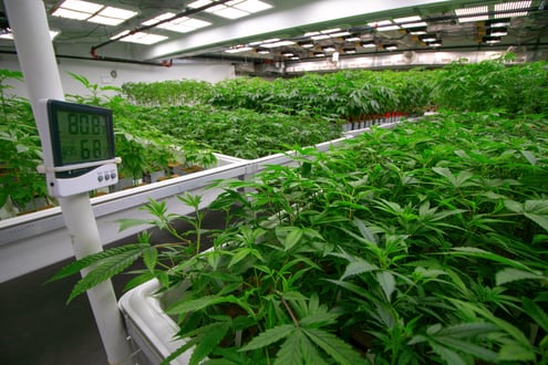 Cannabis Grow Facility